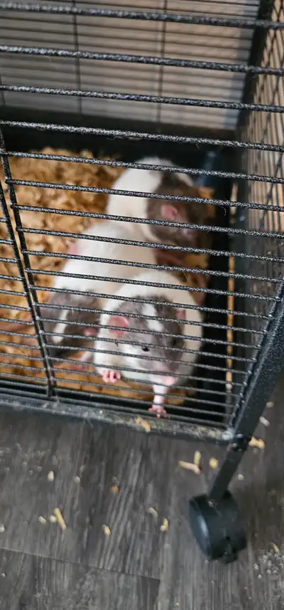 5 dumbo male rats., View more