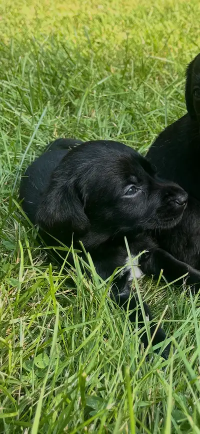 chiot à vendre golden / braque allemand, View more