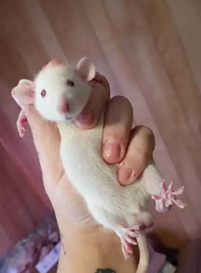 Baby rats, View more