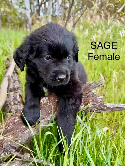 We have 3 males and 3 females still available, 2 pending and 3 adopted. All puppies were vet checked...
