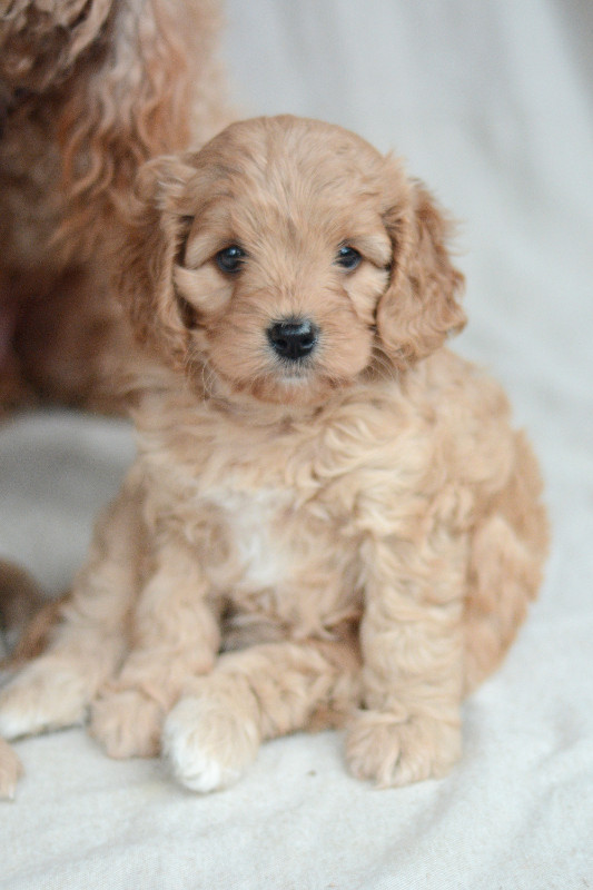 Cavapoo Puppies in Dogs & Puppies for Rehoming in Fredericton - Image 2