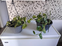 Hanging Ivy Plants