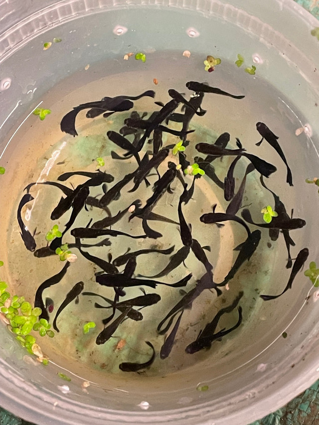 Male Black Guppies  in Fish for Rehoming in Hamilton - Image 4