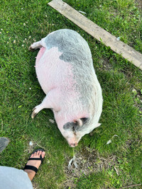 Pet potbelly mini pig up for adoption