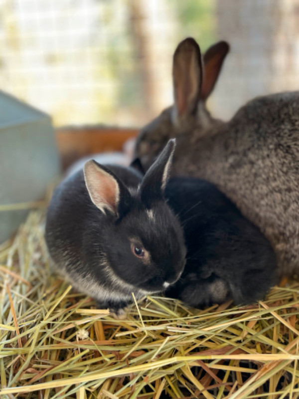 Bunnies and rabbits in Small Animals for Rehoming in Parksville / Qualicum Beach - Image 3