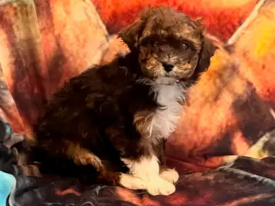 Poodle Havanese X Puppies - Havapoo, View more