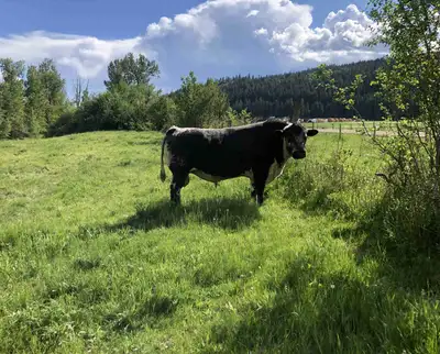 5 year old Proven Speckle park Bull “Kobe”. Good temperament and easy to work with grass finish gene...