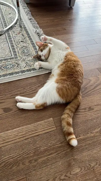 Cat for rehome, View more