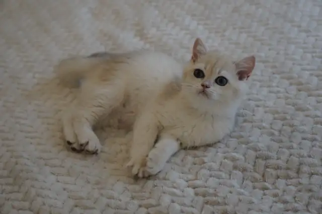 Purebred British Shorthair And Longhair Kittens in Cats & Kittens for Rehoming in City of Montréal - Image 5