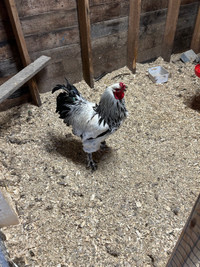 Baramah rooster 