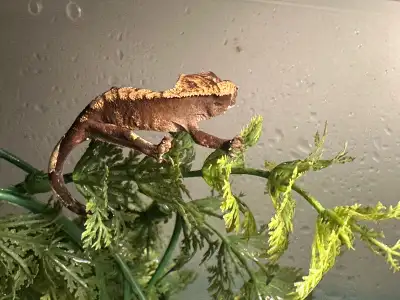 Crested Geckos, View more