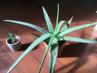 Big Healthy Aloe Vera (Pot Included)