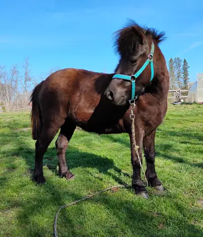 3-Year Old Miniature Horse, View more
