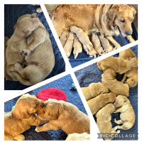 Registered Golden Retriever Puppies 