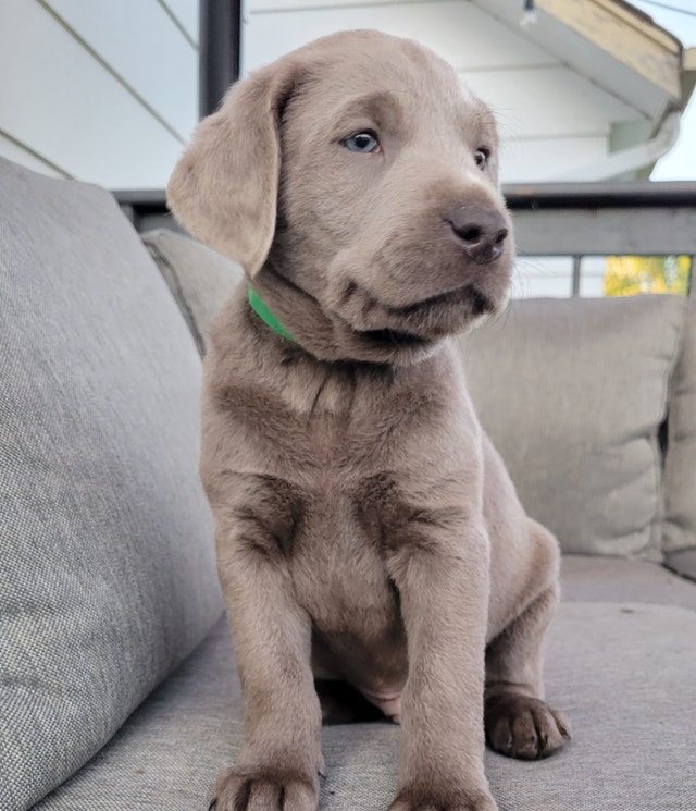 Silver Labrador Puppies Dogs & Puppies for Rehoming Edmonton Kijiji
