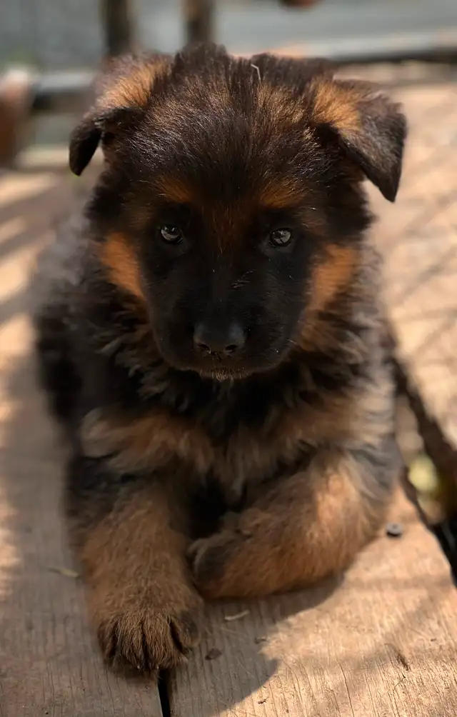 Chiots Berger Allemand Enr. CKC Reg. German Shepherd puppies in Dogs & Puppies for Rehoming in Laval / North Shore - Image 4