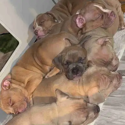 Exotic puppies available, View more