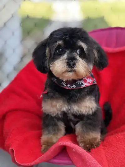 Hello! We have recently adopted Nugget and and as much as we love him we have to find him a new fami...