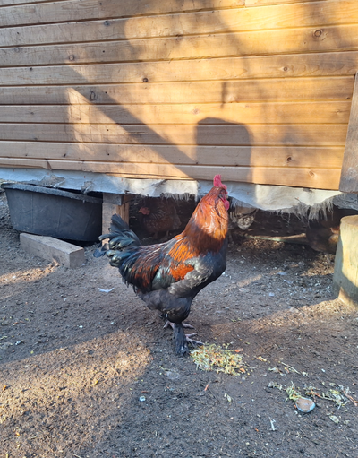Purebred Copper Maran Roosters, View more