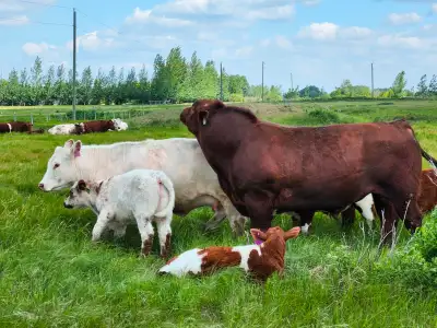 4 Year Old Bull, View more