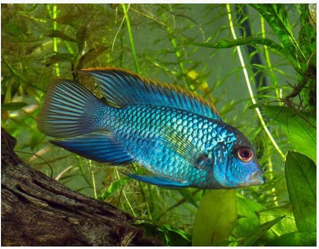 Community fish Sale | Fish for Rehoming | Kitchener / Waterloo | Free ...