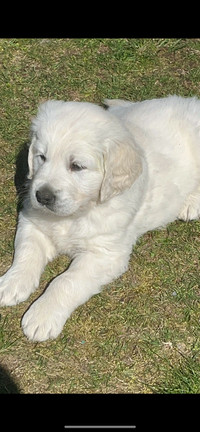 CKC Registered Golden Retriever Puppies -- OFA health tested