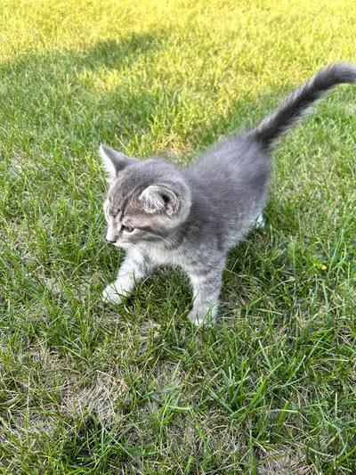 Baby Kitten, View more