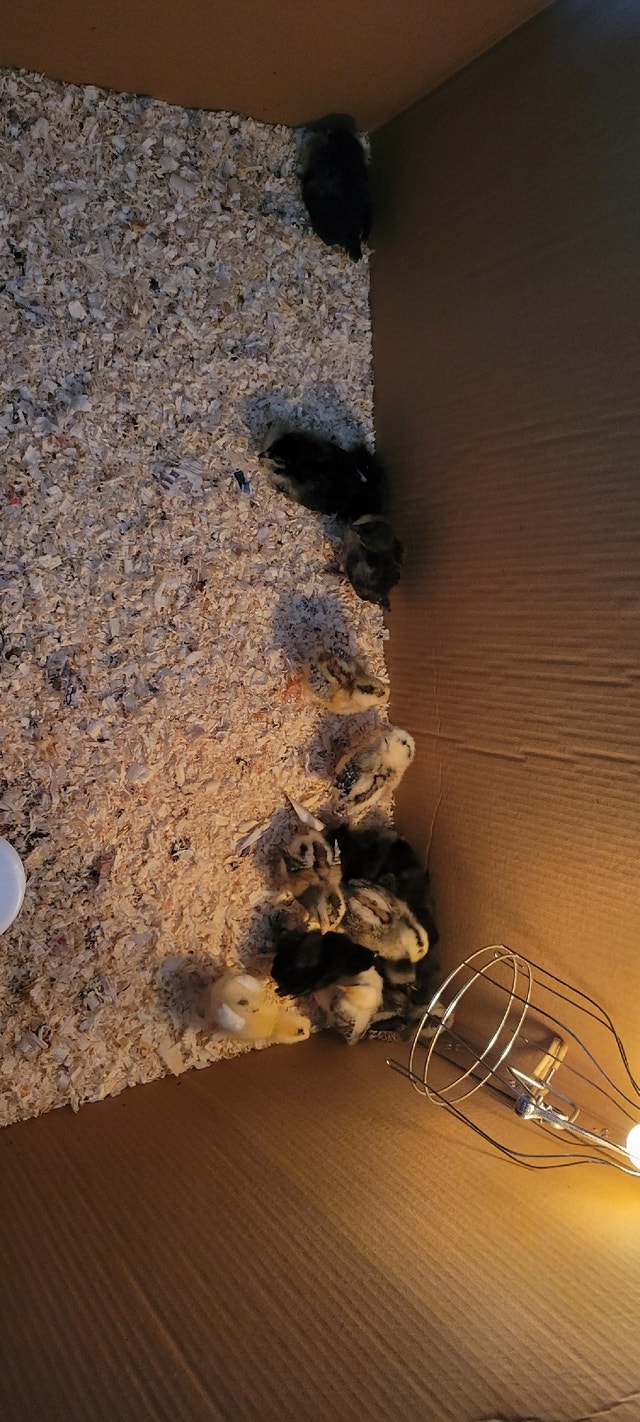 Baby chicks Livestock Calgary Kijiji