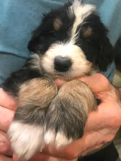 Bernedoodle puppies for sale, View more