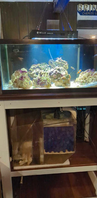 40 Gallon tank with stand, sump filter