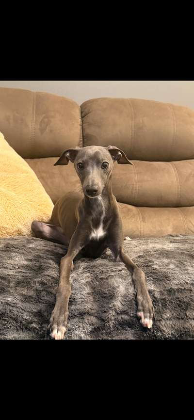 Italian Greyhound, View more
