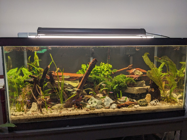 40 GALLON COMPLETE SET UP- THRIVING TANK- $400 in Fish for Rehoming in Oshawa / Durham Region - Image 2