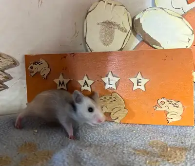 Syrian hamsters, View more