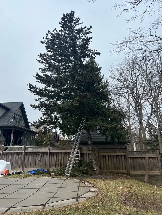 Tree Removal - Tree Trimming - Hedge Trimming -Best Price62863229488387121