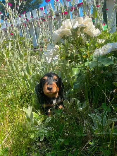 Gorgeous purebred Long haired mini dachshund, View more