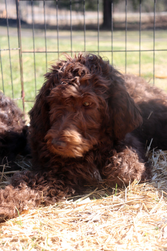 LABRADOODLE+F1B+3 PRETTY LADIES LOOKING FOR HER FUREVER HOMES in Dogs & Puppies for Rehoming in Kingston - Image 4