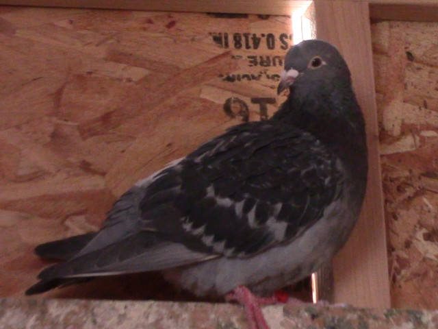 Missing pigeon in Lost & Found in Edmonton