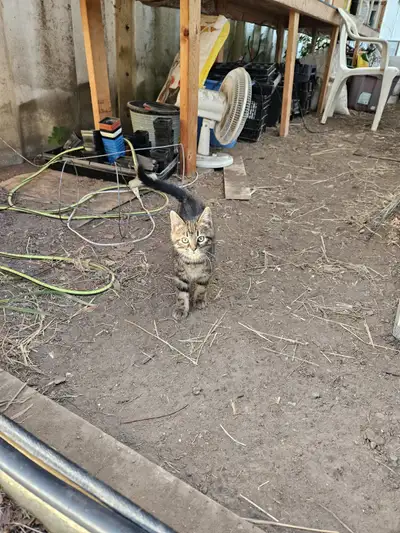 Kitten for Sale, View more
