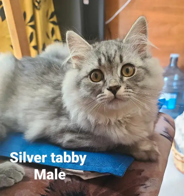 ❤️❤️ Purebred Scottish fold/straight kittens in Cats & Kittens for Rehoming in West Island - Image 3