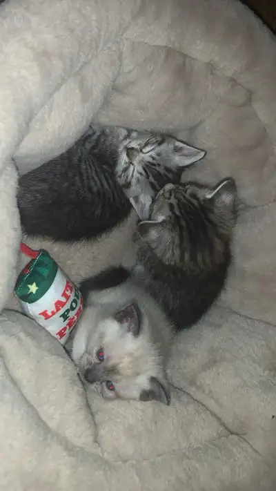 Silver bengal + siamese kittens, View more