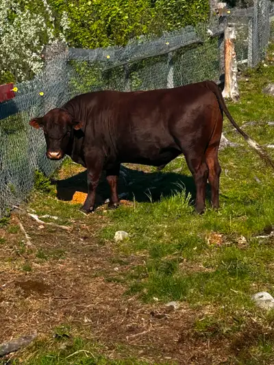 PREMIUM RED ANGUS BULL FOR SALE This isn't just a bull - it's a long-term investment in your herd. -...