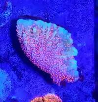 Bubblegum montipora digitata - saltwater coral frag 
