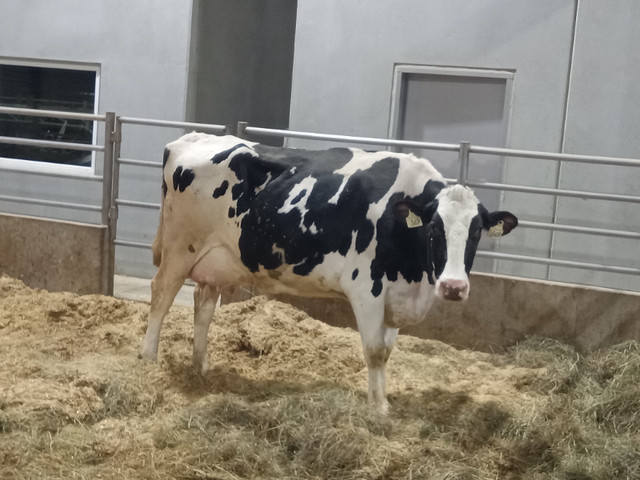 Dairy Cow in Equestrian & Livestock Accessories in Strathcona County