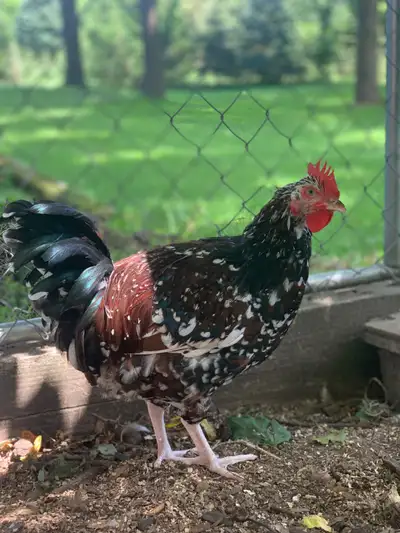 Speckled sussex rooster, View more