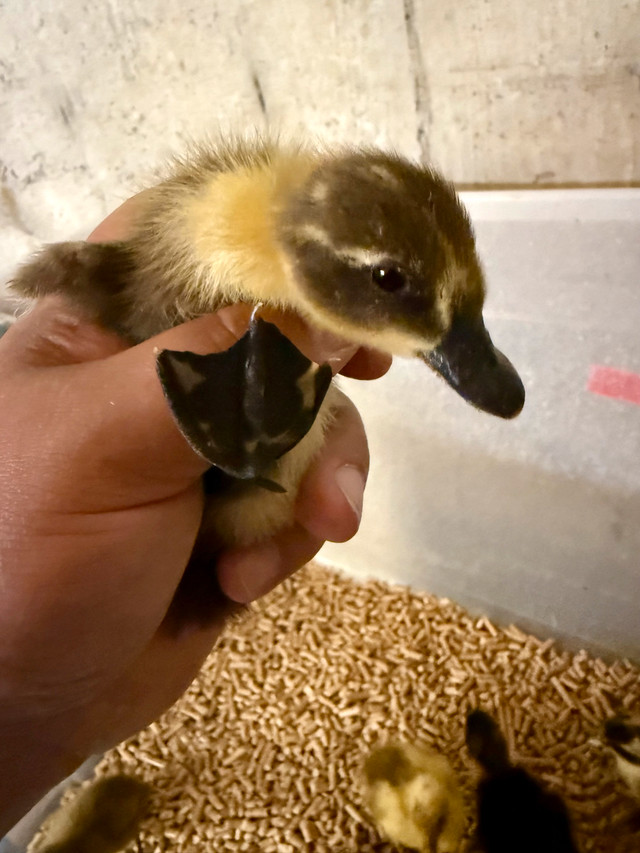 barnyard mix 2-3 day old Ducklings in Livestock in Abbotsford - Image 4