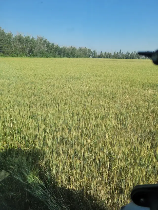 Alfalfa, hay, silage and green feed for sale in Livestock in Saskatoon - Image 6