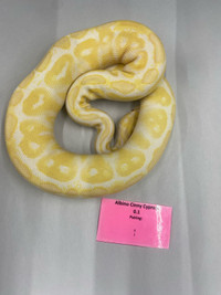 Amazing Ball Pythons up for grabs .