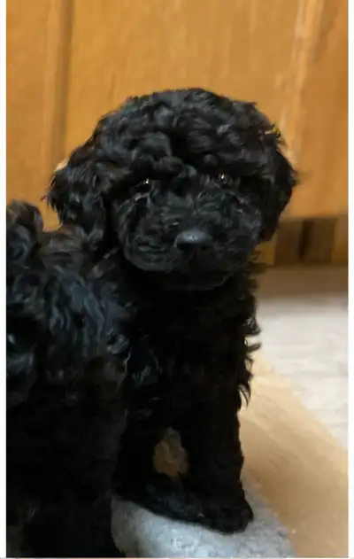 Mini french poodle for sale hotsell