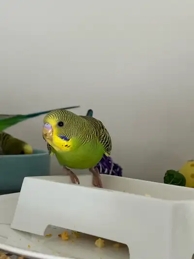 CUTE BUDGIES (2 Months old), View more