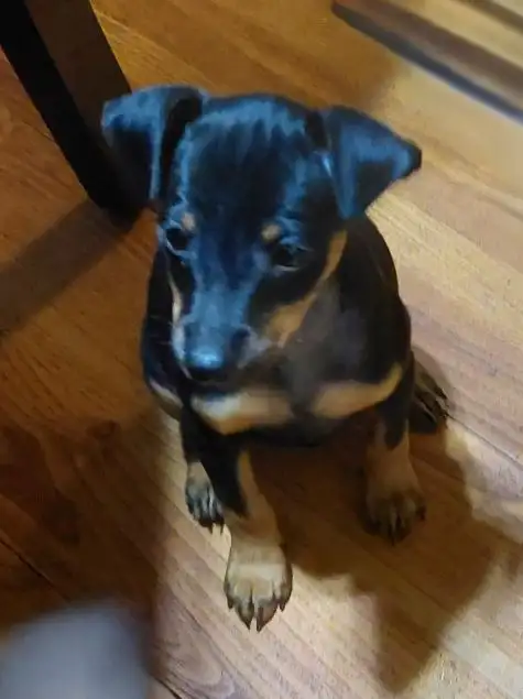 Mini Pinchers (Minpin) in Dogs & Puppies for Rehoming in Sarnia - Image 11